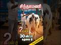 2 பல் தான் 🔥 25+ கறவை மாடு 🐄 சிந்தாமணி #tn24_sakthi_vlogs #பிரபு