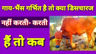 गाय भैंस गर्भित है तो क्या डिसचारज नहीं करती | अगर करती है तो कब | gaay bhains discharge karati ?