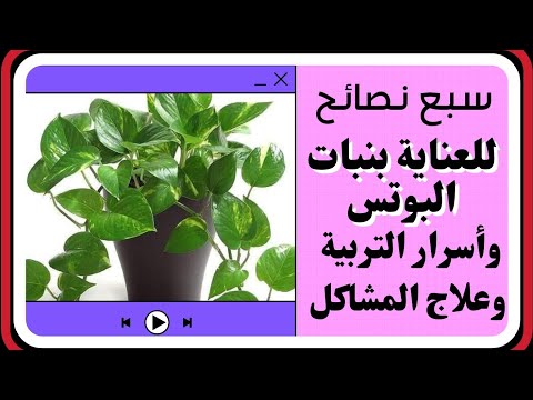 فيديو: أسرار العناية باللبخ