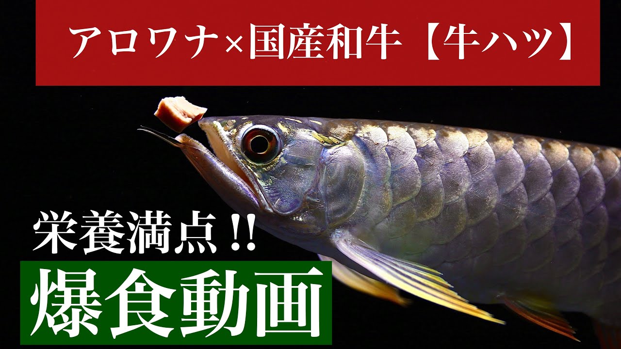 アロワナの稚魚をついに捕獲 シンガポールでアロワナを飼育している友人が繁殖に成功 Youtube