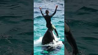 ララのシッティングバルーン3回転が超エレガント!! #Shorts #鴨川シーワールド #シャチ #Kamogawaseaworld #Orca #Killerwhale