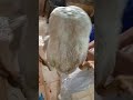 طريقه ذبح البط طريقه ذبح البط