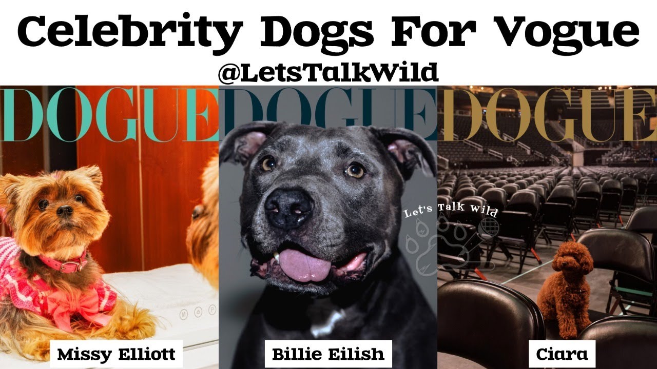 Celebrity Dogs For Vogue - Dogue Magazine 2024 - Celebrity Animal Interactions & Encounters Video