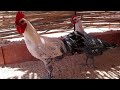 تربية الدجاج الفيومي من مزرعة وليد سوف بالجزائر