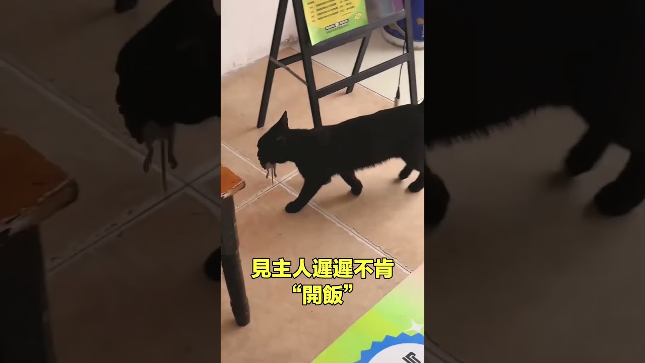 來自貓貓的感恩|自說自話的總裁