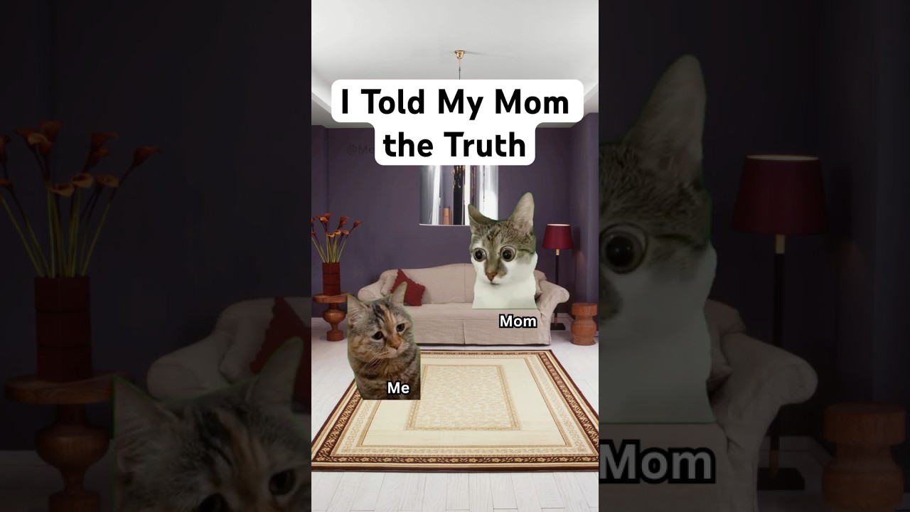 Cat Memes 😿 I Used My Degree to Do This… 