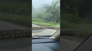 Famous GIANT Python Crossing the Road! 🐍#python #snake #wildlife #giantsnake #tropics #unbelievable Wealth