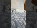 #cat #beautiful #красиваякошка#like #кот#likeforlikes#юмор#котики#catshorts#catshorts#catvideos