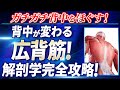 ガチガチ背中を変える!広背筋の解剖学完全攻略!