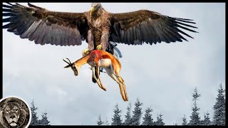 EAGLE - Dangerous Killer Attacking Deer and Wolves / Eagle VS Fox, Hare and Snake