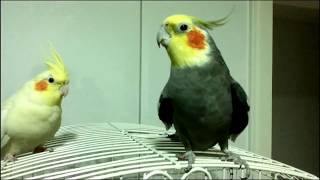 Cockatiel singing the Imperial March from Star Wars and Brazil's national anthem