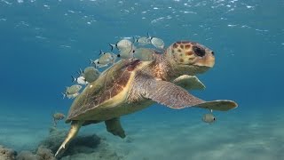 Loggerhead sea turtle cleaning stations