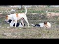 RuralDogs in Middle Village!! Rhodesian Ridgeback Vs Canaan Dog in Summer