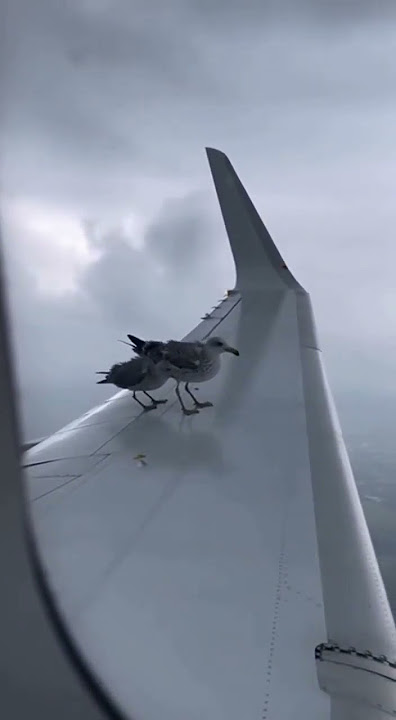'You Won’t Believe These Birds on the Wing' #youtubeshorts #viralshorts