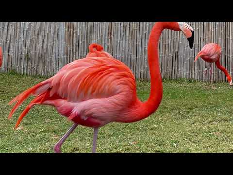 Video: Zoo tshaj San Diego Beach Areas