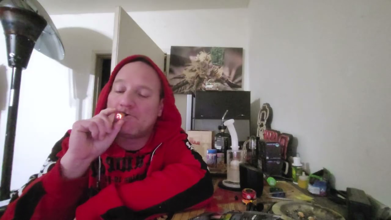 Новый гашишный участок от Maven Genetics Prizmatic, общее содержание ТГК составляет 41,79%.