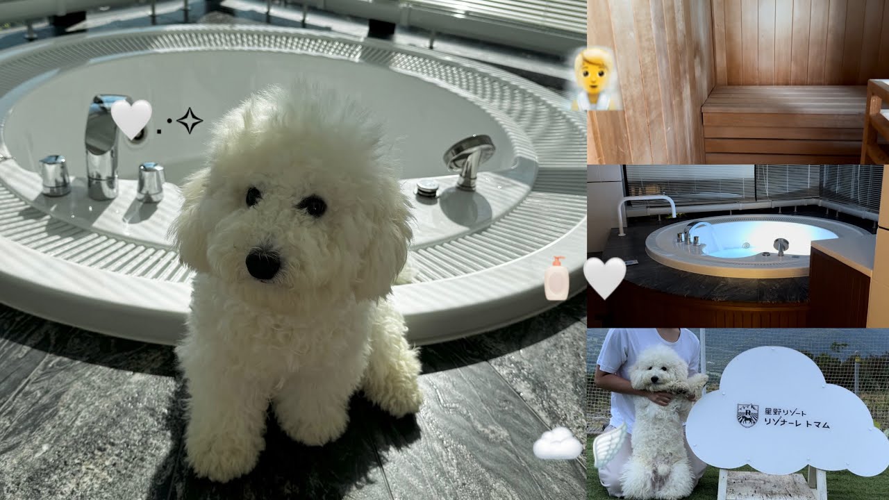 Я остановился в отеле Hoshino Resorts Risonare Tomamu ⭐️ Номер-люкс, где можно остановиться с соб...