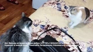 Усыновили бездомного кота из приюта счастливчик Котик Васька из приюта Дари добро в Новосибирске Усыновили бездомного кота из приюта счастливчик Котик Васька из приюта Дари добро в Новосибирске