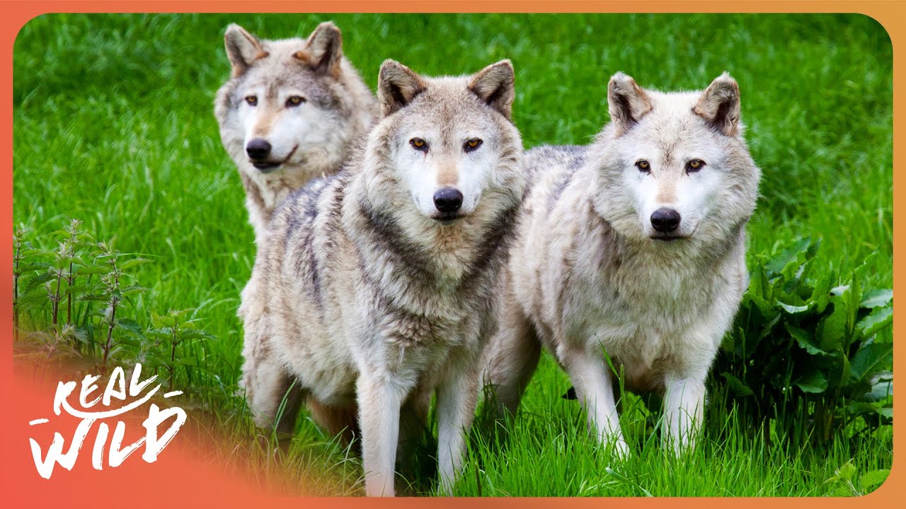 WOLVES UNLEASHED | Training Wolves For Hollywood | 4K