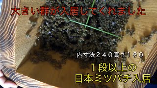 自然入居した日本ミツバチの引越し回目です。攻撃体制になった羽音がわかる様になった