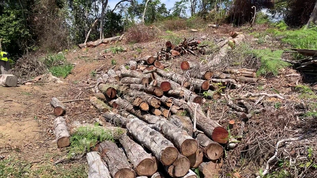 Tala Indiscriminada de Arboles. YouTube Tala Indiscriminada de Arboles. YouTube