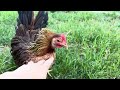 母鶏孵化 裏技
