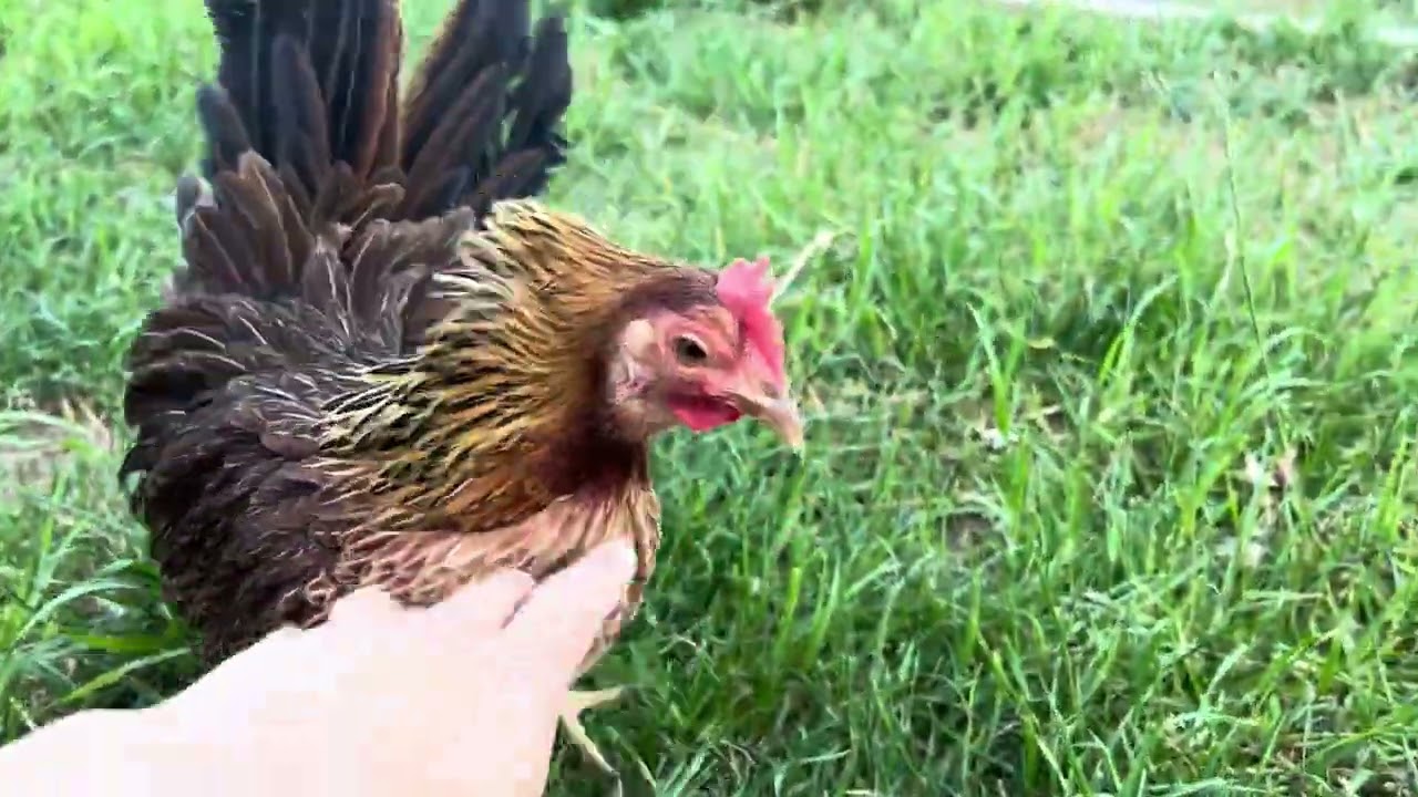 母鶏孵化 裏技