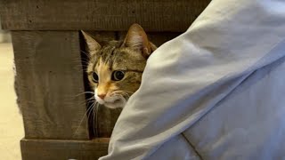 Cat likes to sneak up on her sisters by Jennifer Morales - Feline Films 1,760 views 5 months ago 2 minutes, 42 seconds