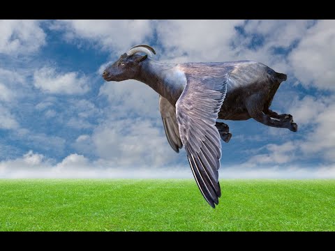 Как легко пройти Flappy Goat за 5 минут