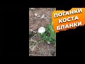 Грибы поганки Коста Бланка Испания #Shorts