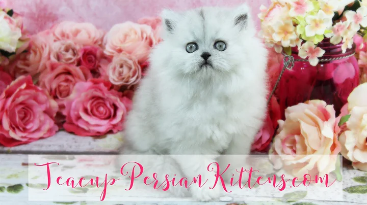 Video 575791: persian kittens cattery, female silver persian kitten