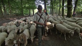 BuitenGewoon 22 augustus 2020 - De Veluwe