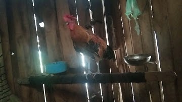 kv tus qaib dib daj qua lawm