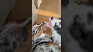 Brotherly love #australianshepherd #babydoge
