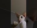 #music #cat #automobile #funny #cute #kitten #pets #song #memes #love