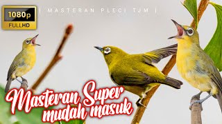 🔴 LIVE Masteran Pleci Gacor Nembak Paling Mudah Ditiru