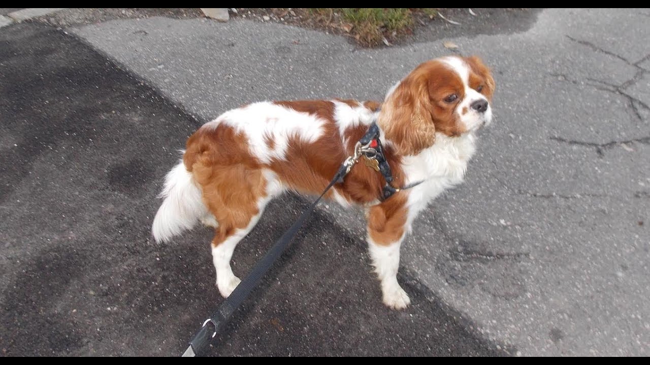 Cavalier King Charles Spaniel Vs German Shepherd Paca Youtube