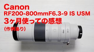 Canon RF200-800mmF6.3-9 IS USMを3ヶ月使用しての感想（作例あり）