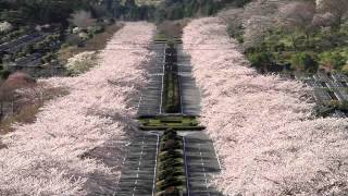 静岡県 富士霊園の桜並木を展望 Youtube