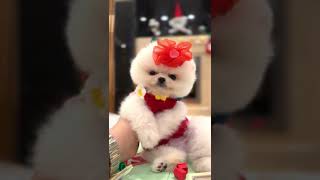 Pomeranian Boo Yavrumuz Tarçın