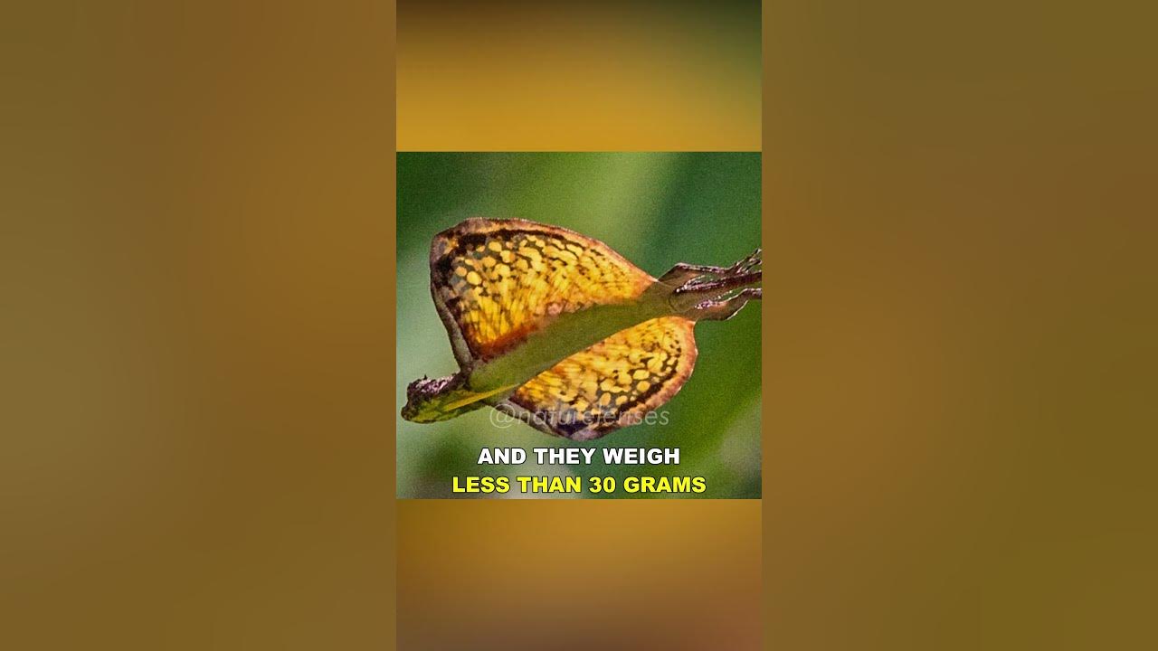 Draco Lizard | The Flying Lizard