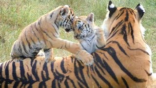 Тигриное детство в Тайгане - Фрося и малыши. Тигры. Tigress Frosya and cubs. Taigan.