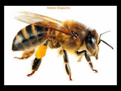 bee buzzing