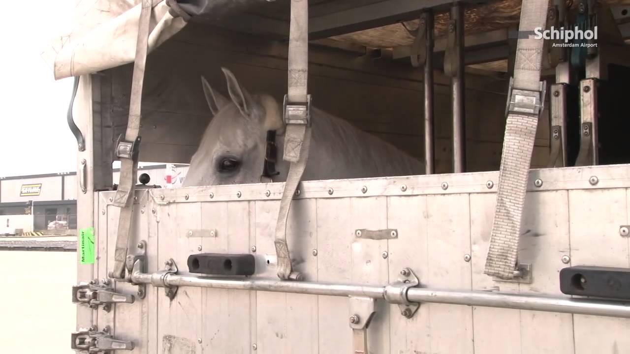 Paarden strekken benen in Schiphol Animal Centre