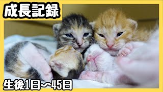 子猫の出産から生後45日目までの成長記録まとめ 1ヶ月半でどう変わる？