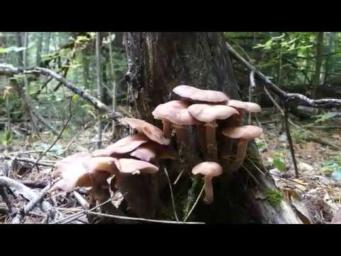 Honey Mushroom and Pholiata squarrosa Comparison