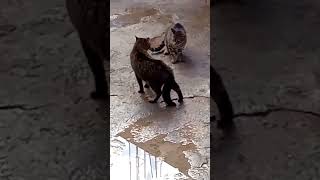 Un duel entre deux chats. guerre, combat entre chats, مقاتلة قطين. قطط. fight cats.