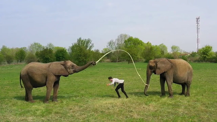 Rene Casselly rope skipping with Elephants 🐘
