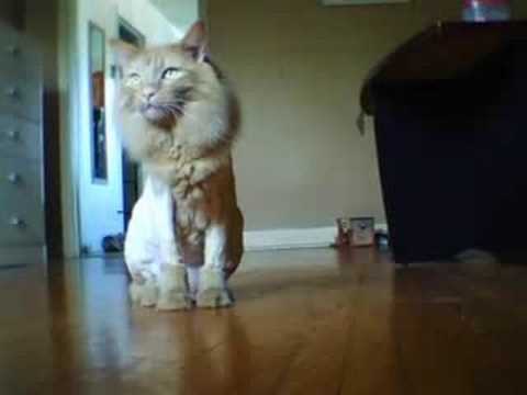 Valleyfield Mon Chat Garfield En Roi Lion Youtube