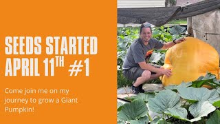 How to start Giant Pumpkin seeds/ patch amendments. #1